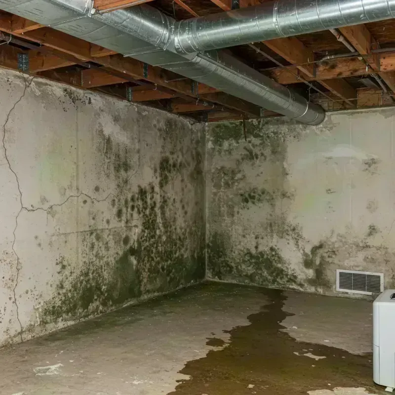 Professional Mold Removal in Putnam County, OH